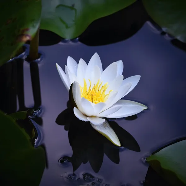 Identity-Affirming Mental Health Evaluation